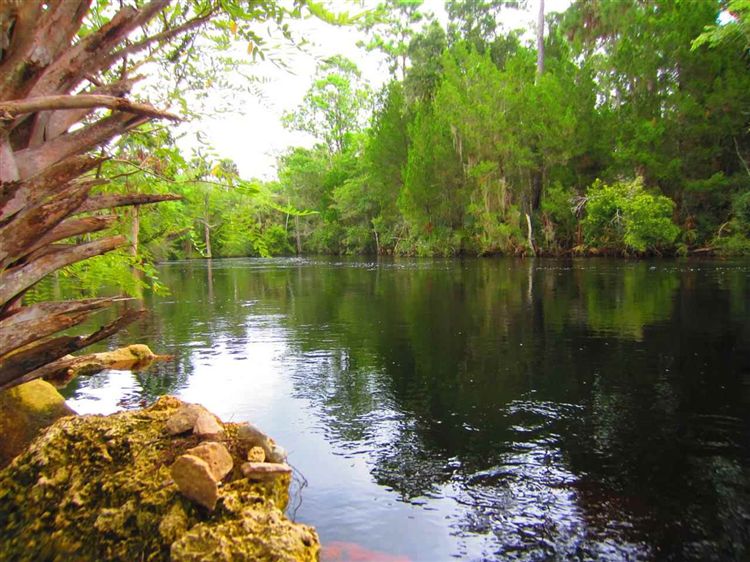 4350 Econfina River Road Lamont, FL 32336